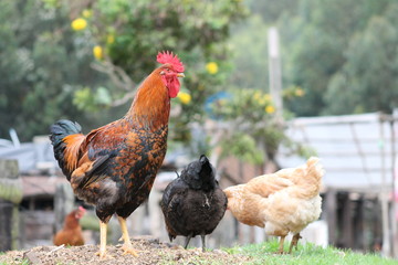gallo