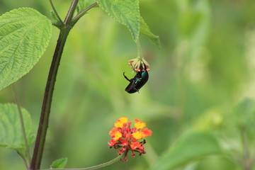 insectos 
