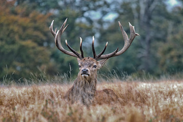 red deer in the forest