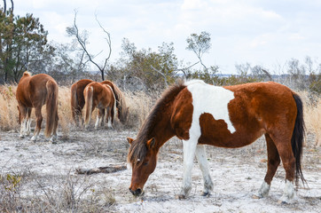 Wild horses grazing - Assateague Island National Seashore, a barrier island in Maryland