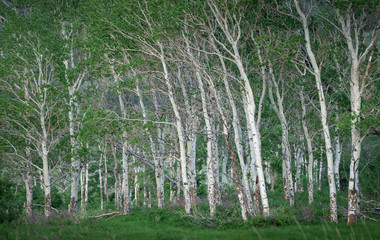 Aspen grove
