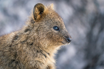 Quokka