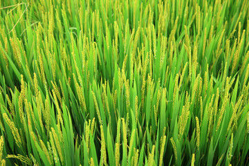 Fototapeta na wymiar Rice paddies