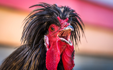 Cockeral crowing