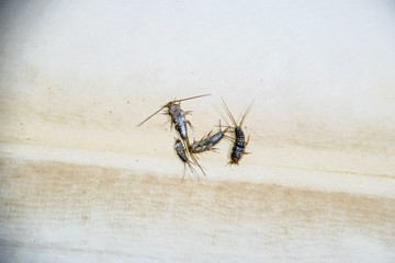 Insect feeding on paper - silverfish. Pest books and newspapers. Lepismatidae, Thermobia domestica.