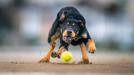 Dog Chasing Ball - Powered by Adobe