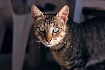 Naklejka na ściany i meble cat with green eyes