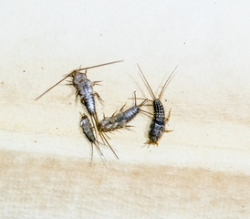 Insect feeding on paper - silverfish. Pest books and newspapers. Lepismatidae, Thermobia domestica.