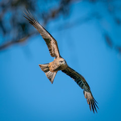 Australian Black Kite