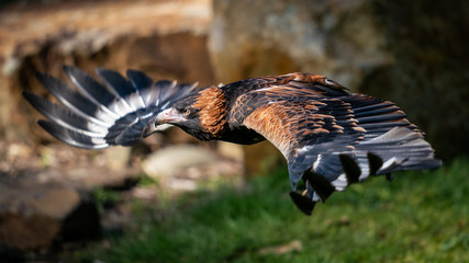 Black breasted Buzzard
