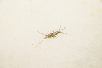 Insect feeding on paper - silverfish, thermobia. Pest books and newspapers.