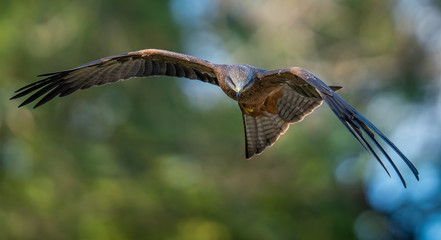 Australian Black Kite