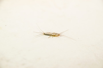 Insect feeding on paper - silverfish, thermobia. Pest books and newspapers.