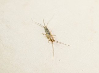 Insect feeding on paper - silverfish, thermobia. Pest books and newspapers.