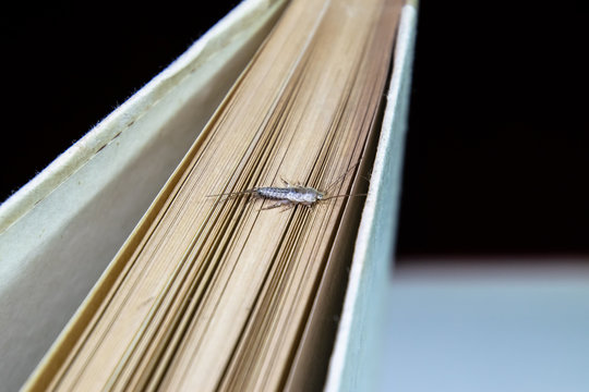 Insect feeding on paper - silverfish. Pest books and newspapers. Lepismatidae, Thermobia domestica.