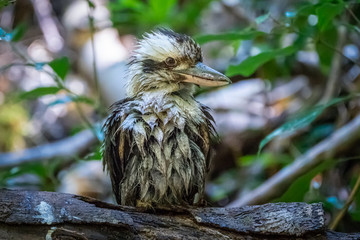 Kookaburra