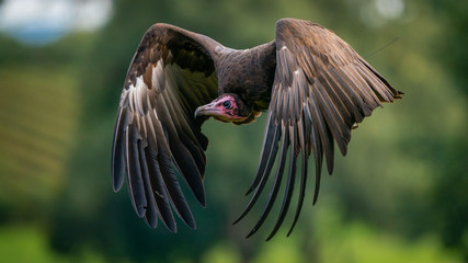 Vulture
