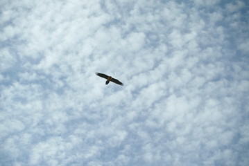 flying bird eagle