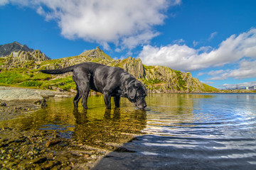Fototapeta premium Durstiger Labrador im Bergsee
