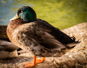 mallard duck