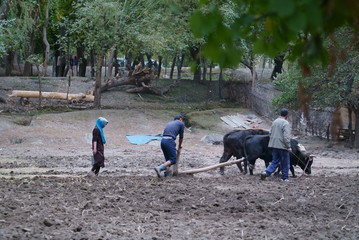 Badakhshan / Tajikistan, October 13, 2018: Tajik peasants plow the land on bulls