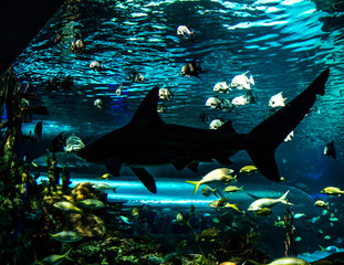 shark