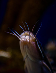 catfish 1