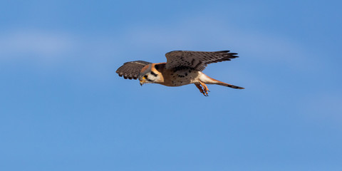 Hunting Kestrel