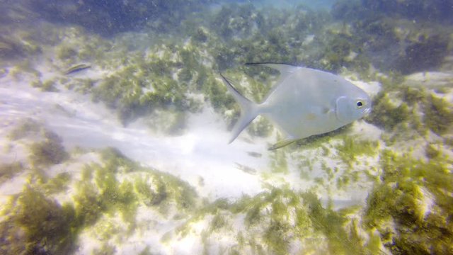 Palometa Jack fish swimming close to the sandy ocean floor off the coast of Aruba.