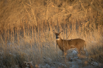 Sunrise Buck