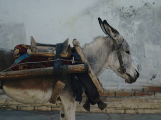 donkey drawn on the background of the wall