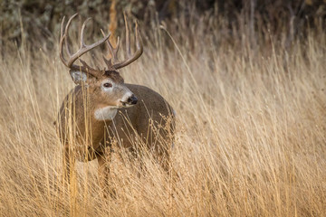 Buck Portrait in Tall Grass