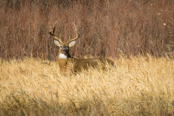 Buck in Field © David