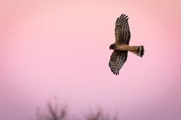 Sunrise Harrier