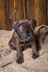 english staffordshire bull terrier puppy lying in wicker basket 
