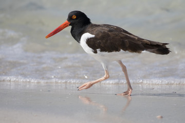 Beach Bird