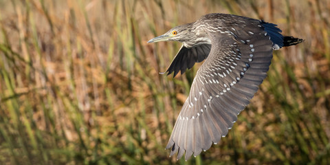 Gliding Night Heron