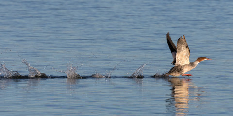 Skipping Merganser