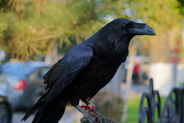 raven black