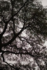 Lush Tree on a Gloomy Day