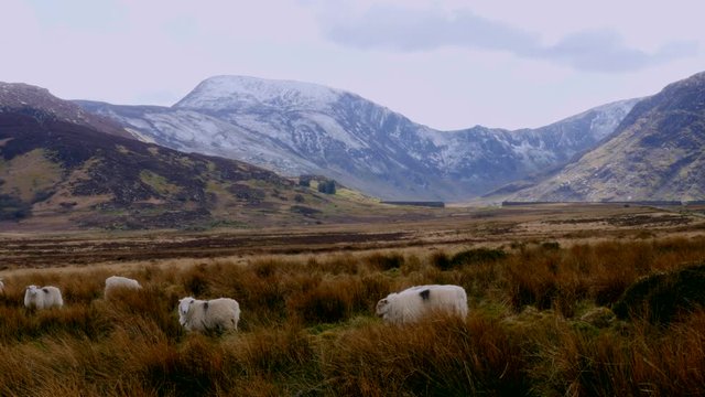 Several Sheap grazing in a field in front of a mountain view in Wales in the UK