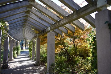 Pergola covered walkway in the park