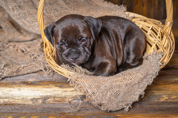 English Staffordshire bull Terrier puppy
