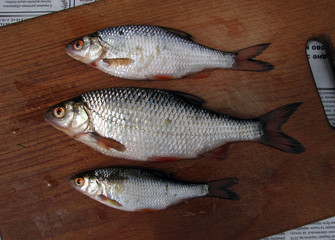 Fresh river fish