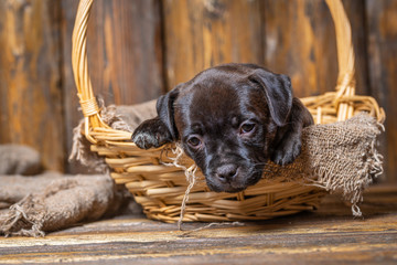 English Staffordshire bull Terrier puppy
