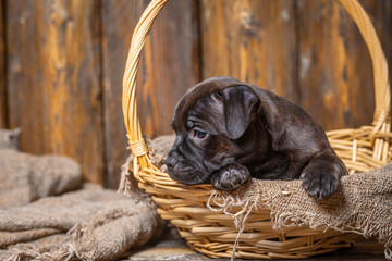 English Staffordshire bull Terrier puppy
