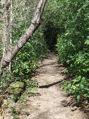 Fototapeta premium path