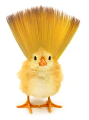Peel and stick wallpaper Chicken Crazy chick with ridiculous hedgehog hair