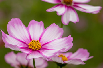 Fototapeta premium Cosmos Flower / Furusato Plaza in Sakura City, Chiba Prefecture, Japan