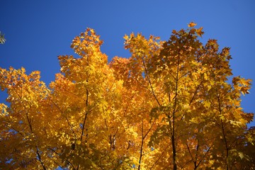 Yellow autumn leaves against a blue sky